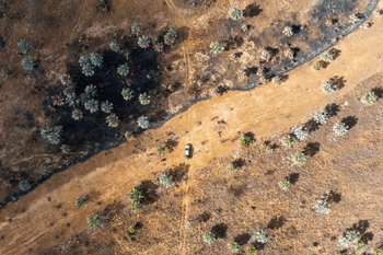 Forest after wildfire recovery
