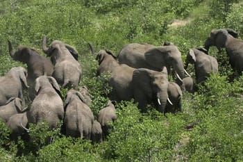 Wildlife in restored habitat