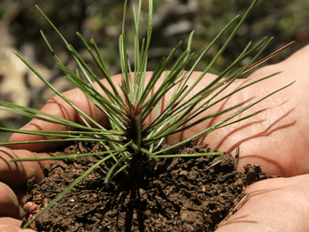 Companion tree planting
