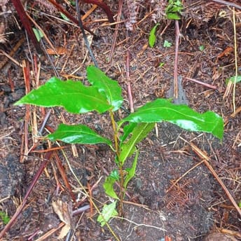 Seedling ready for planting
