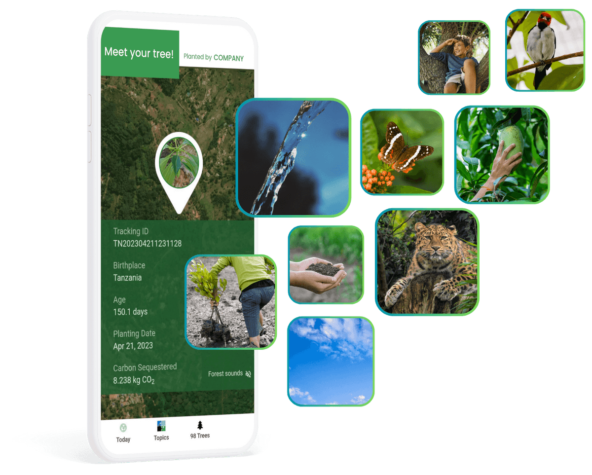 Benefits of reforestation