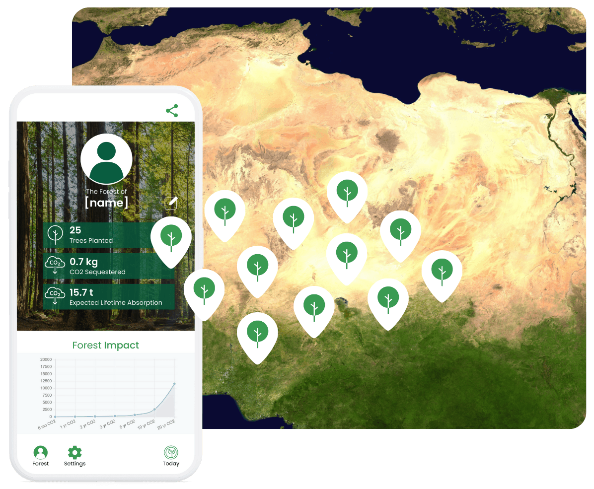 VirtualForest experience